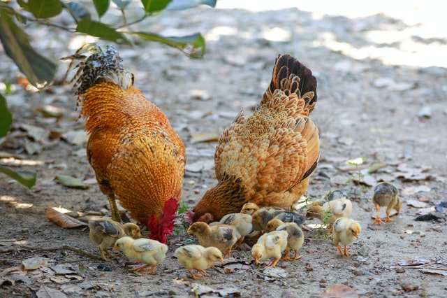 Poultry Farm Business